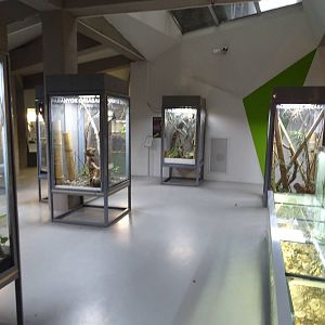 Magic Mountain - Micro Zoo