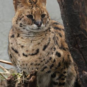 Serval - 21st March 2015