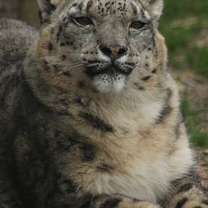 Snow Leopard - 21st March 2015