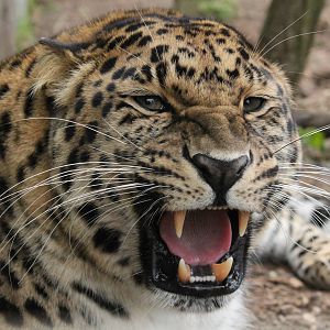 Amur Leopard  - 21st March 2015