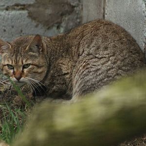 Gordon's Wildcat - 21st March 2015