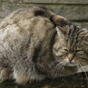 European Wildcat - 21st March 2015