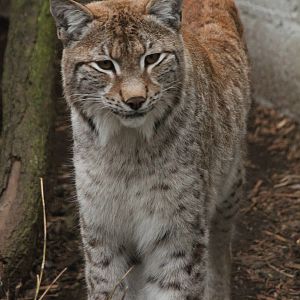 European Lynx - 21st March 2015