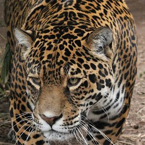 Jaguar - 21st March 2015