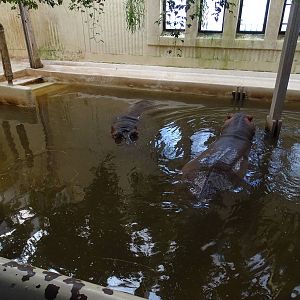 Hippos indoor
