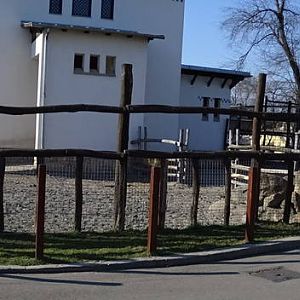 Buffalo, zebra and savannah house