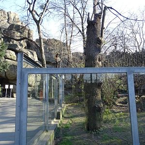 Lesser panda enclosure