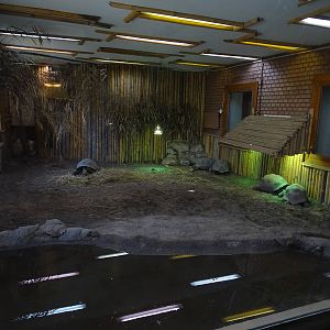 Aldabra giant tortoises