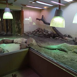 Komodo dragon enclosure