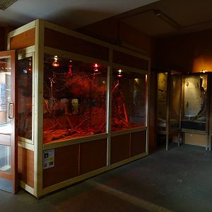 Acacia rat enclosure