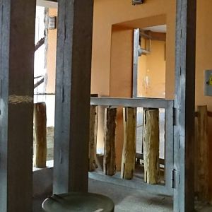 Zebra mongoose and rhino indoors