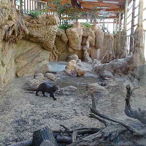 Giant otters indoors