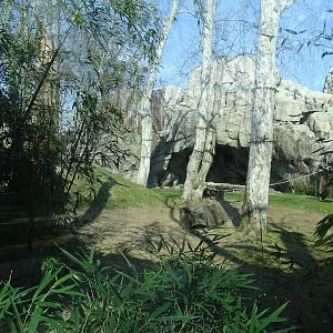 Gorilla enclosure