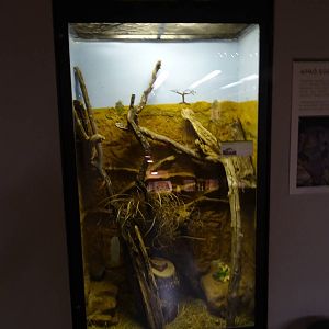 Magic Mountain - Mattheys mouse enclosure