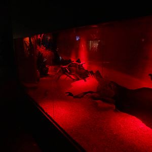 Magic Mountain -Jerboa enclosure