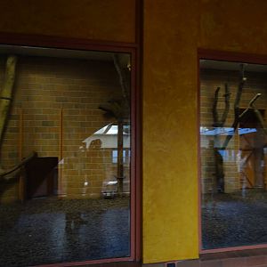 India house - Striped hyena indoor