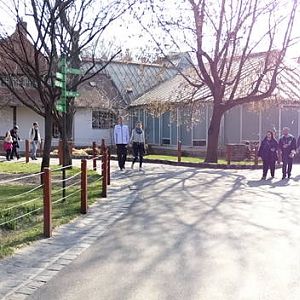 Gorillas, Madagascar house, lions