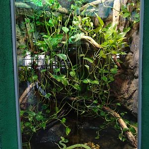 Green tree python terrarium