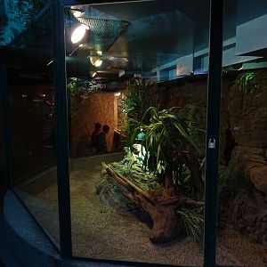 Rhinoceros iguana enclosure