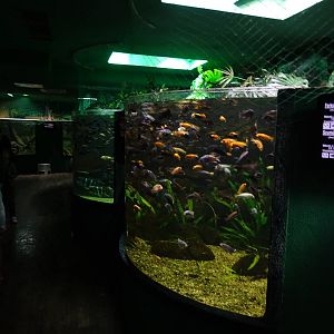 Cichlids tanks