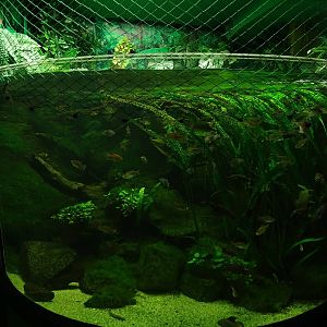 African freshwater tank