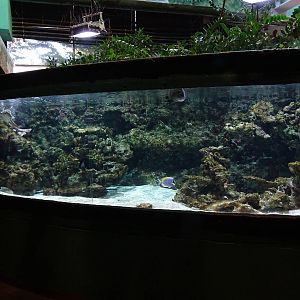 First salwater aquarium