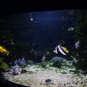 Tropical saltwater tank