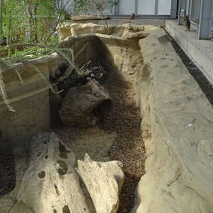 Americana Tropicana - Armadillo enclosure