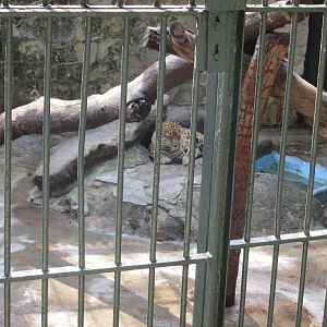 jaguar exhibit havana zoo