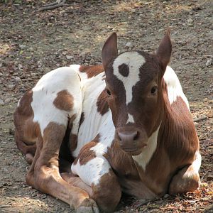ankole calf havana zoo