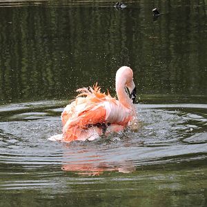 Tropiquarium de Servion - Chilean flamingo