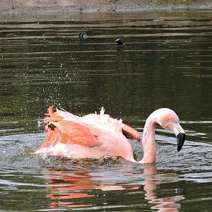 Tropiquarium de Servion - Chilean flamingo