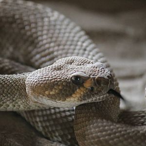 Burgers' Desert - Red diamond rattlesnake