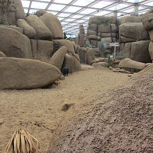 Burgers' Desert - Peccary enclosure