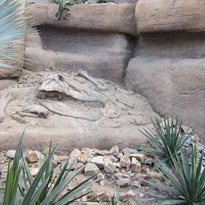 Burgers' Desert - Tyrannosaur excavation