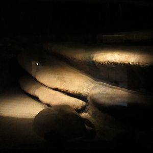 Burgers' Desert - Ring-tailed cat enclosure #1