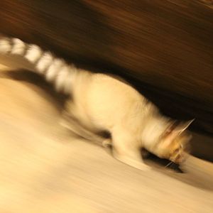 Burgers' Desert - Ring-tailed cat