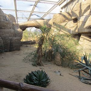 Burgers' Desert - Socorro dove aviary