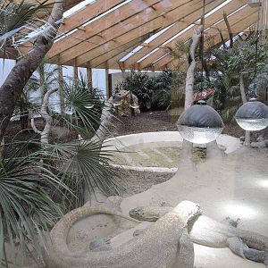 Tropiquarium de Servion - New komodo dragon enclosure