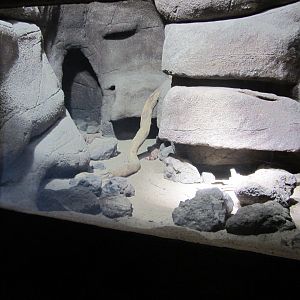 Burgers' Desert - Gila monster enclosure