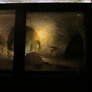 Burgers' Desert - Seba's short-tailed bat enclosure