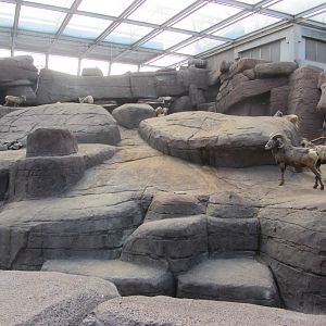 Burgers' Desert - Bighorn sheep enclosure