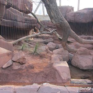 Burgers' Desert - Bobcat enclosure