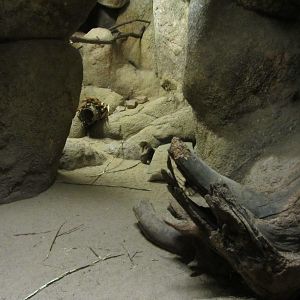 Burgers' Desert - Hispid cotton rat enclosure