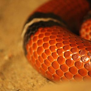 Burgers' Desert - Milk snake detail
