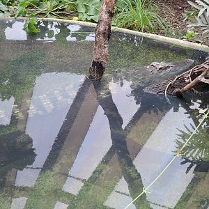 Tropiquarium de Servion - Siamese crocodiles exhibit