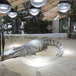 Tropiquarium de Servion - Siamese crocodiles exhibit