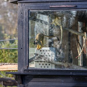 Squirrel monkeys : Whipsnade : 22 Mar 2015