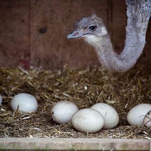 Ostrich : Whipsnade : 22 Mar 2015