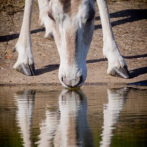 Scimitar-horned oryx : Whipsnade : 22 Mar 2015